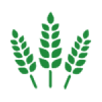 htq : bao bì đựng gạo